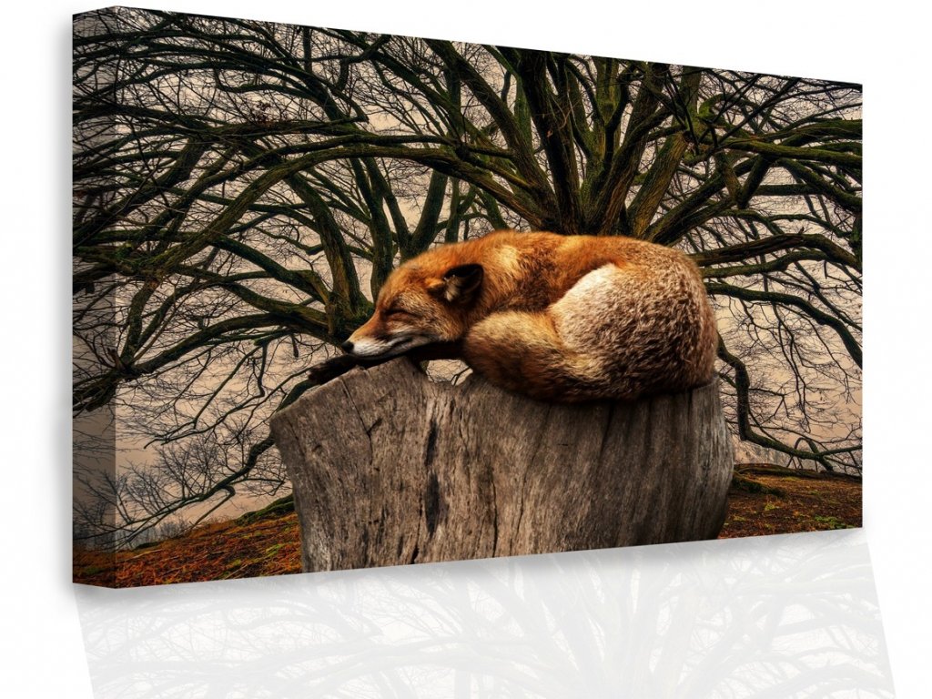 Obraz - Spící liška