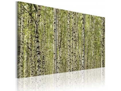 Obraz - Březový les