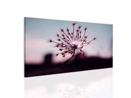 Obraz pampeliška v západu slunce