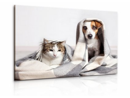 Obraz pes a kočka II