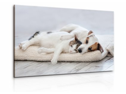 Obraz pes a kočka III