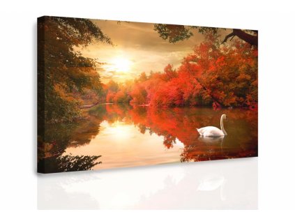 Obraz - Plující labuť