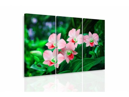 Vícedílný obraz - Orchidej v přírodě II.