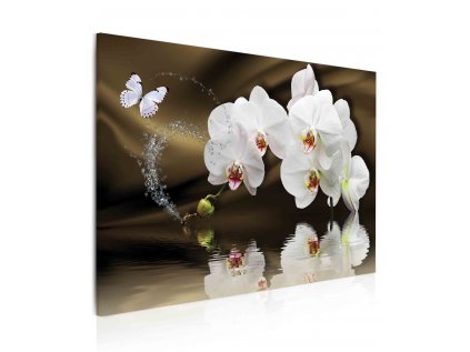 40404154 motyli orchidej nad hladinou