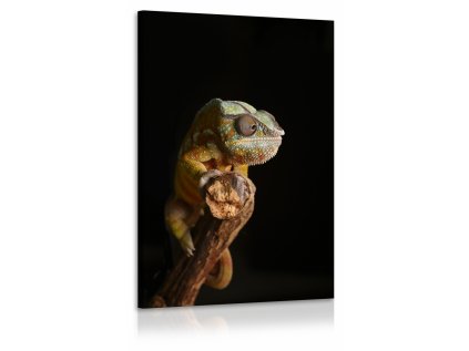 Obraz Chameleon II.