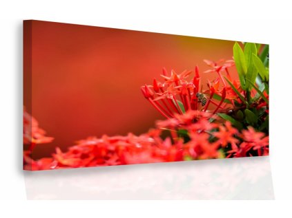 Moderní obraz Červené květy