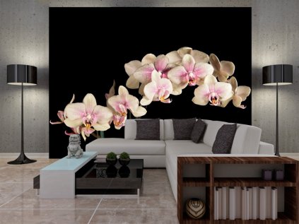 Tapeta -Orchidej na černé SKLAD