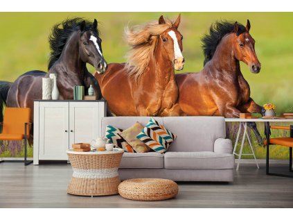 Koně v cvalu shutterstock 576779830 interier