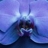 orchidej 3 shutterstock 1046891746 zoom
