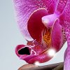 Orchidej 5 shutterstock 1127442233 zoom