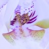 Orchidej 7 shutterstock 1830263306 zoom