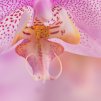 Orchidej 8 shutterstock 1763226299 zoom