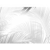 Tapeta Černobílý stín palmy