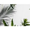 Tapeta Stíny palmy