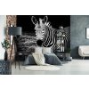 Tapeta Zebra (Vel. (šířka x výška) 504 x 310 cm)