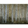 360 birch 6868914