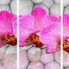 Obraz orchideje na kamenech