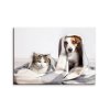 Obraz pes a kočka II