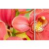 Vícedílný obraz - Orchidej a duha