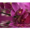 Vícedílný obraz - Orchidej na hladině