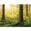 Východ slunce v lese II shutterstock 1383802241