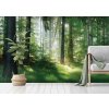 Les v mlžnem oparu shutterstock 573686731 interier