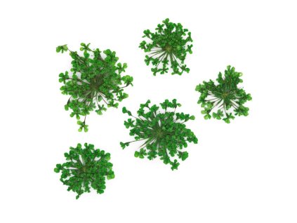 Sušené květy na nehty - Green, 5 ks