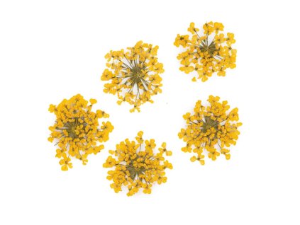 Sušené květy na nehty - Yellow, 5 ks