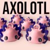 Axolotl
