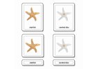 Třísložkové karty - části hvězdice (ostnokožci)