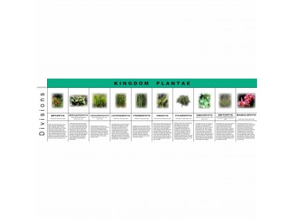 Plant Kingdom Charts