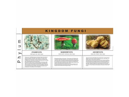 Fungi Kingdom Charts