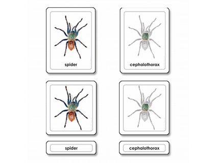 Třísložkové karty - části pavouka (pavoukovec)