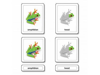 Třísložkové karty - části žáby