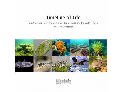 Timeline Of Life