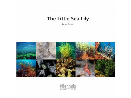 The Little Sea Lily