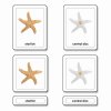 Třísložkové karty - části hvězdice (ostnokožci)