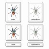 Třísložkové karty - části pavouka (pavoukovec)