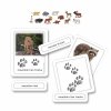North American Animal Tracks With Objects