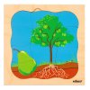 Vývojové puzzle - hruška