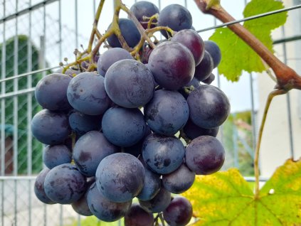 Rošfór réva modrá stolní