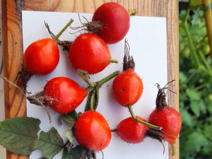 Růže dužnoplodá Karpatia