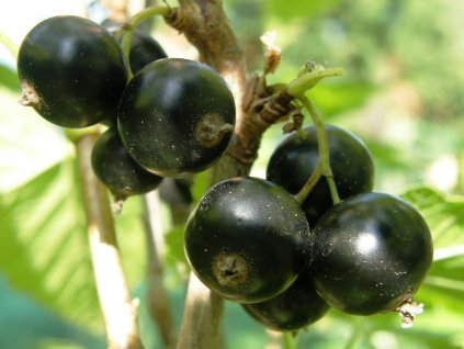 Poezia rybiz cerny 2