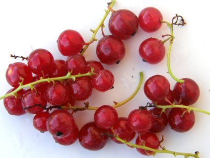 rybiz Jonkheer van Tets 1