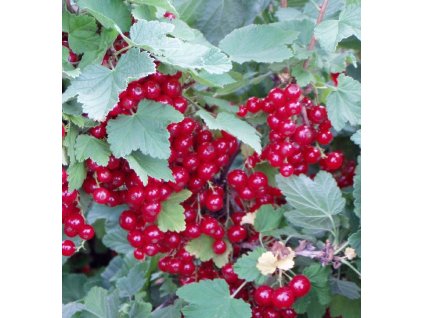 Rybíz červený ´Rubigo´ (Pěstitelský tvar prostokořenný keř)