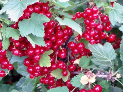 Rybíz červený Rubigo