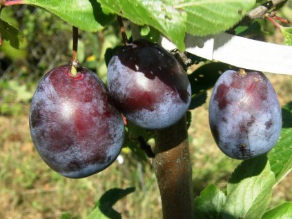 Slivoň 'Haroma´® (Pěstitelský tvar čtvrtkmen)