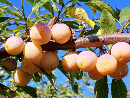 slivoň mirabelka nancyská