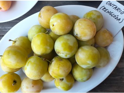 Ontario renklóda ryngle