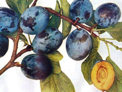 Slivoň Wangenheimova švestka